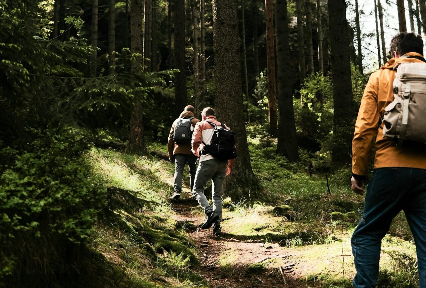 Drei Männer, die im Wald wandern gehen